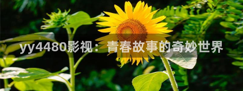 永远的万事屋免费观看樱花